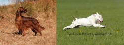 Irish Setter vs Bull Terrier - Breed Comparison