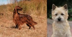 Irish Setter vs Cairn Terrier - Breed Comparison
