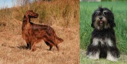 Irish Setter vs Cao da Serra de Aires - Breed Comparison