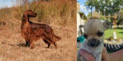Irish Setter vs Chihuahua - Breed Comparison