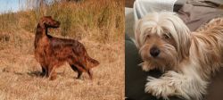 Irish Setter vs Cyprus Poodle - Breed Comparison