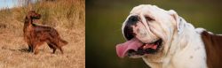 Irish Setter vs English Bulldog - Breed Comparison