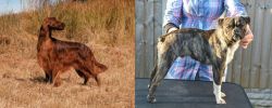 Irish Setter vs Fruggle - Breed Comparison
