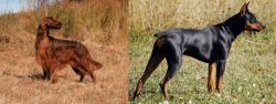 Irish Setter vs German Pinscher - Breed Comparison