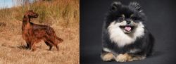 Irish Setter vs German Spitz (Klein) - Breed Comparison