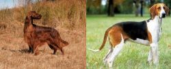 Irish Setter vs Grand Anglo-Francais Tricolore - Breed Comparison