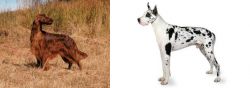 Irish Setter vs Great Dane - Breed Comparison