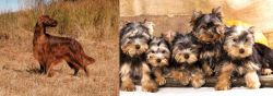 Irish Setter vs Yorkshire Terrier - Breed Comparison