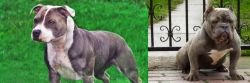 Irish Staffordshire Bull Terrier vs American Bully - Breed Comparison
