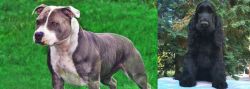 Irish Staffordshire Bull Terrier vs American Cocker Spaniel - Breed Comparison