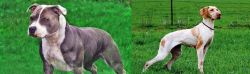 Irish Staffordshire Bull Terrier vs Ariege Pointer - Breed Comparison