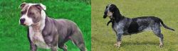 Irish Staffordshire Bull Terrier vs Basset Bleu de Gascogne - Breed Comparison