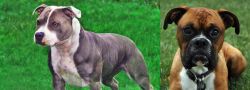 Irish Staffordshire Bull Terrier vs Boxer - Breed Comparison