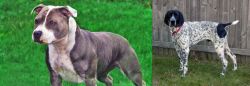 Irish Staffordshire Bull Terrier vs Braque d'Auvergne - Breed Comparison