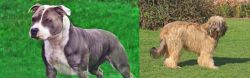 Irish Staffordshire Bull Terrier vs Catalan Sheepdog - Breed Comparison