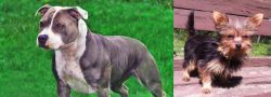 Irish Staffordshire Bull Terrier vs Chorkie - Breed Comparison