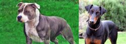 Irish Staffordshire Bull Terrier vs Doberman Pinscher - Breed Comparison