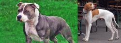Irish Staffordshire Bull Terrier vs English Pointer - Breed Comparison