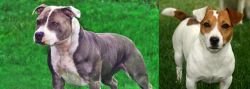 Irish Staffordshire Bull Terrier vs Irish Jack Russell - Breed Comparison