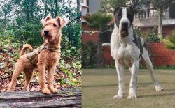 Irish Terrier vs Alangu Mastiff - Breed Comparison