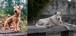 Irish Terrier vs Askal - Breed Comparison