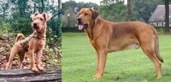 Irish Terrier vs Broholmer - Breed Comparison