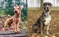Irish Terrier vs Catahoula Leopard - Breed Comparison