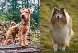Irish Terrier vs Collie - Breed Comparison