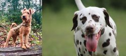 Irish Terrier vs Dalmatian - Breed Comparison