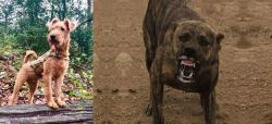 Irish Terrier vs Dogo Sardesco - Breed Comparison