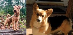 Irish Terrier vs Dorgi - Breed Comparison