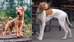 Irish Terrier vs English Pointer - Breed Comparison