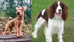 Irish Terrier vs English Springer Spaniel - Breed Comparison