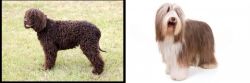 Irish Water Spaniel vs Bearded Collie - Breed Comparison