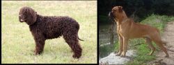 Irish Water Spaniel vs Bullmastiff - Breed Comparison