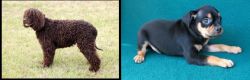 Irish Water Spaniel vs Carlin Pinscher - Breed Comparison