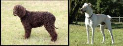 Irish Water Spaniel vs Cretan Hound - Breed Comparison