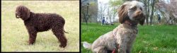Irish Water Spaniel vs Doxiepoo - Breed Comparison
