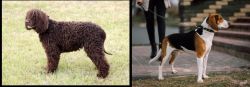 Irish Water Spaniel vs Estonian Hound - Breed Comparison