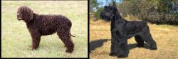 Irish Water Spaniel vs Giant Schnauzer - Breed Comparison