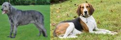 Irish Wolfhound vs American English Coonhound - Breed Comparison