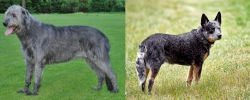 Irish Wolfhound vs Austrailian Blue Heeler - Breed Comparison