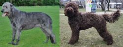Irish Wolfhound vs Barbet - Breed Comparison