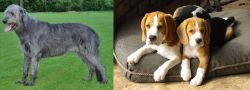 Irish Wolfhound vs Beagle - Breed Comparison