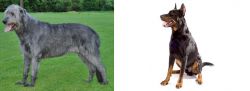 Irish Wolfhound vs Beauceron - Breed Comparison