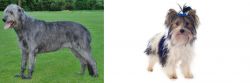 Irish Wolfhound vs Biewer - Breed Comparison