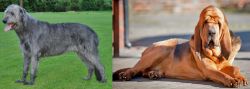 Irish Wolfhound vs Bloodhound - Breed Comparison