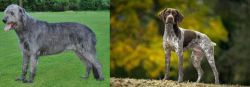Irish Wolfhound vs Braque Francais (Gascogne Type) - Breed Comparison
