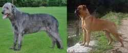 Irish Wolfhound vs Bullmastiff - Breed Comparison
