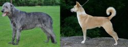 Irish Wolfhound vs Canaan Dog - Breed Comparison